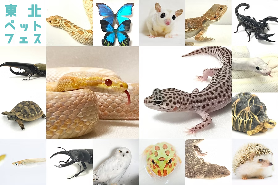 東北ペットフェス 2026 4月 東北爬虫類イベント 仙台爬虫類イベント